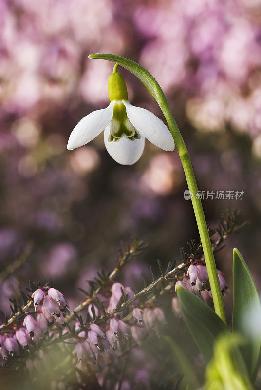巨大的雪花莲(Galanthus elwesii)与春天的石南(埃丽卡)- II